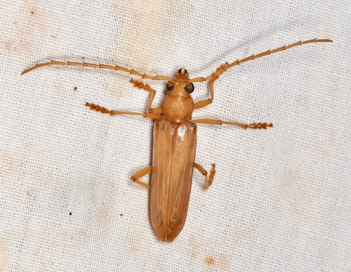 Atylostagma polita photo 3