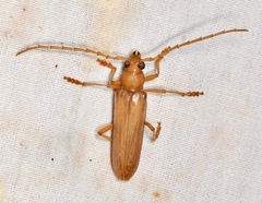 Atylostagma politum