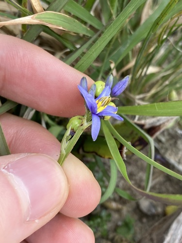 Image of Dianella congesta by (c) Thomas Mesaglio, some rights reserved (CC BY)