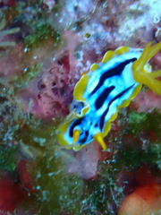 Chromodoris strigata