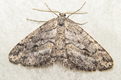 Zermizinga indocilisaria