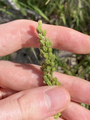 Chascolytrum subaristatum