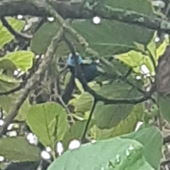 Stilpnia cyanicollis