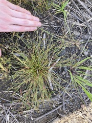 Juncus bufonius