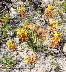 Tritoniopsis parviflora