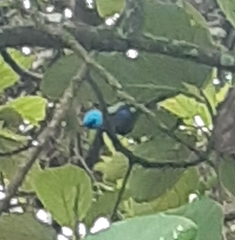 Stilpnia cyanicollis