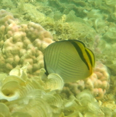 Chaetodon vagabundus