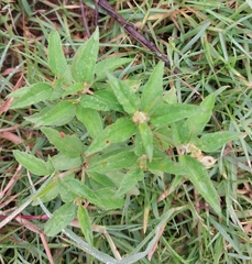 Croton bonplandianus