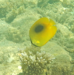 Chaetodon speculum