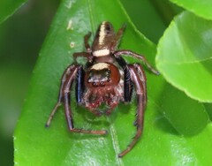 Opisthoncus quadratarius