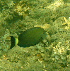 Acanthurus blochii