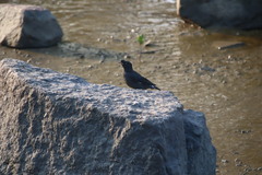 Acridotheres cristatellus