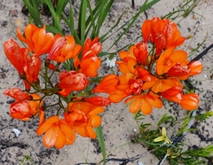 Pillansia templemannii