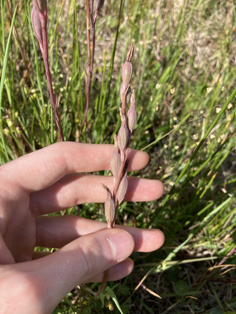 Thelymitra planicola