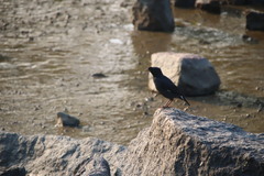 Acridotheres cristatellus