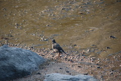 Acridotheres cristatellus