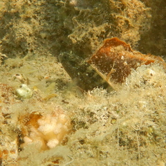 Asterropteryx semipunctata