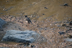 Acridotheres cristatellus