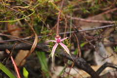 Caladenia reticulata