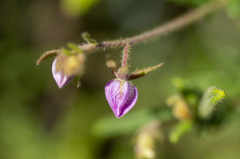 Thomasia petalocalyx