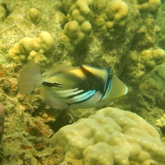 Rhinecanthus aculeatus