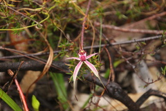 Caladenia reticulata
