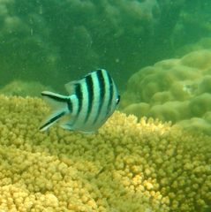 Abudefduf sexfasciatus