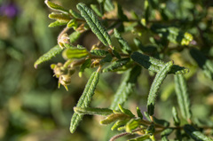 Thomasia petalocalyx