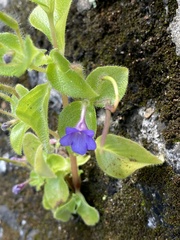 Gesneriaceae