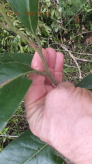 Euclea natalensis natalensis