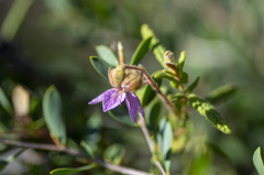 Thomasia petalocalyx