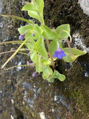 Gesneriaceae