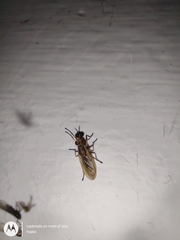 Sciomyzidae