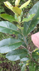 Euclea natalensis natalensis