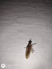 Sciomyzidae