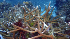 Acropora cervicornis