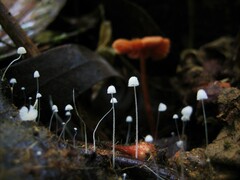 Mycena tenerrima
