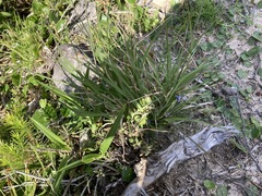 Dianella congesta