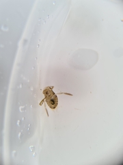 Corixoidea
