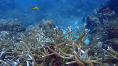 Acropora cervicornis