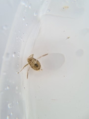 Corixoidea