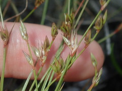 Juncus bufonius