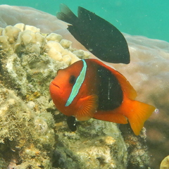 Amphiprion melanopus
