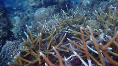 Acropora cervicornis