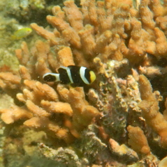 Amphiprion akindynos