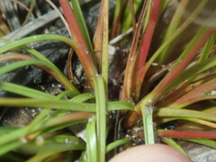 Juncus bufonius
