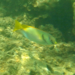 Siganus doliatus