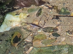 Aquarius elongatus