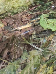 Aquarius elongatus