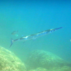 Tylosurus crocodilus